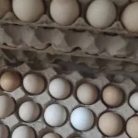 تخم مرغ محلی
