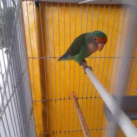 عروس هلندی|پرنده|تربت‌حیدریه, شهرک ولیعصر|دیوار