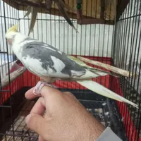 عروس هلندی نر و ماده|پرنده|قائم‌شهر, |دیوار