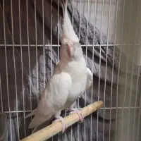 عروس هلندی نر|پرنده|سراوان, |دیوار