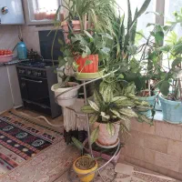 استند گل