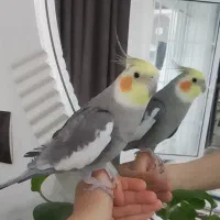 فروش یک جفت عروس هلندی نر و ماده|پرنده|کوهدشت, |دیوار