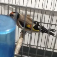 جوجه عروس هلندی/سهره/سهره قناری/قفس|پرنده|پاکدشت, پاکدشت (مامازند)|دیوار