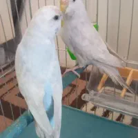 یک جفت مرغ عشق نر و ماده