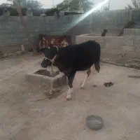 گاو|حیوانات مزرعه|خورموج, |دیوار