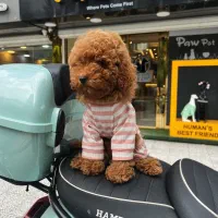 سگ پودل توی اصل|سگ|رشت, دیلمان|دیوار