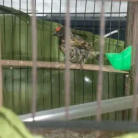 سهره قناری و دو عدد گلبسر|پرنده|تهران, جابری|دیوار