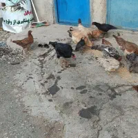 مرغ و خروس محلی