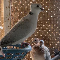 بنام خالق پرندگان