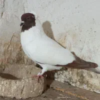 کبوتر رنگی آس|پرنده|آزادشهر, |دیوار