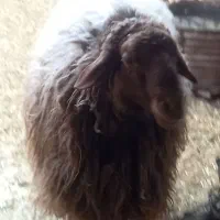 قوچ تخمی قیمت ۸۰تمن