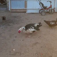 یک جفت اردک اسرائیلی نرو ماده|حیوانات مزرعه|رامند, |دیوار