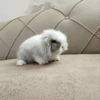 بچه خرگوش لوپ دانه دیویست|موش و خرگوش|تربت جام, شهید نصرالهی|دیوار