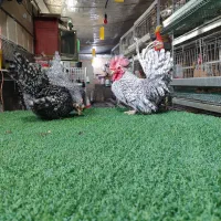 تخم نطفه دار جاپنیز|حیوانات مزرعه|اصفهان, سروستان|دیوار