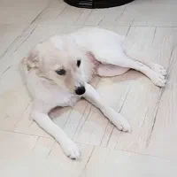 واگذاری با سفته