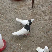 یه جفت طوقی روزگاری