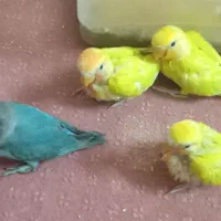 برزیلی سرلاک|پرنده|برازجان, |دیوار