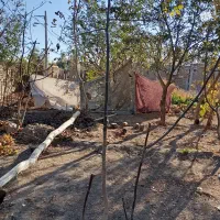 نهال گردویاصلاح شده ایرانی و ترکیه با قیمت مناسب|خدمات باغبانی و درختکاری|خوی, |دیوار