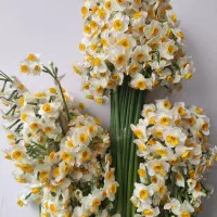 گل نرگس شیراز|گل و گیاه طبیعی|شیراز, ترمینال باربری|دیوار