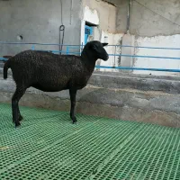 میش رومانوف آبستن از لاکن و بره ماده لاروف