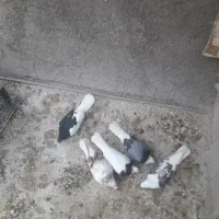 کبوتر شهرستانی و تهرانی