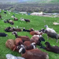 میش افشاری