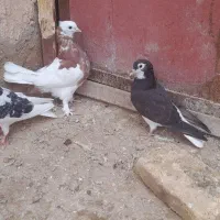 جوجه طوقی و شهری