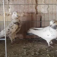 کبوتر پرشی|پرنده|سیرجان, |دیوار