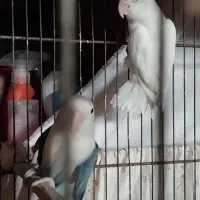 کوتوله مولد|پرنده|قم, کلهری|دیوار