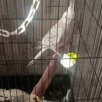 عروس مولد ایزابلا وایت فیس