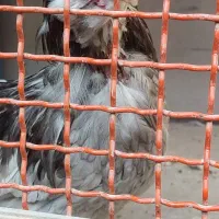 خروس گلین بدون غلط|حیوانات مزرعه|کهریزک, |دیوار