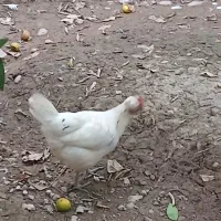دو تا مرغ ویک خروس