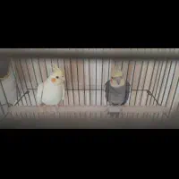 یک جفت عروس هلندی|پرنده|فیروزکوه, |دیوار