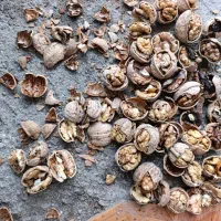 گردو درجه یک|عمده‌فروشی|پیرانشهر, |دیوار