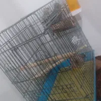 عروس برزیلی|پرنده|اشنویه, |دیوار