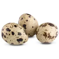 تخم تازه بلدرچین