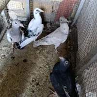 ۵ عدد کبوتر