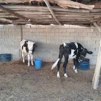 گاو