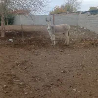 خر ماده ۱ساله آرام گوسفندی