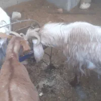 چبش ۱ساله|حیوانات مزرعه|بیرجند, |دیوار