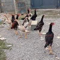 جوجه لاری اوشامو پشت آتیشی نسل معتبر