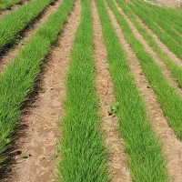 نشا پیاز|گل و گیاه طبیعی|عنبرآباد, |دیوار