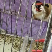 سهره جوجه قفس رام رام