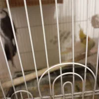 عروس طوتی|پرنده|محمدیه-قزوین, |دیوار