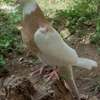 طوقی نرزرد|پرنده|هرسین, |دیوار