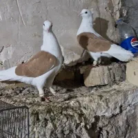 کبوتر سه عدد‌پشت زرد یه عدد دمسفید