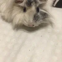 خوکچه هندی سفید