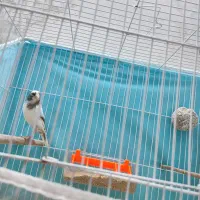 قناری نر|پرنده|مشهد, کاظم آباد پنجشنبه|دیوار