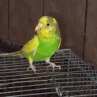 یک  مرغ عشق سالم و سرحال