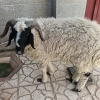 سلام بره نر